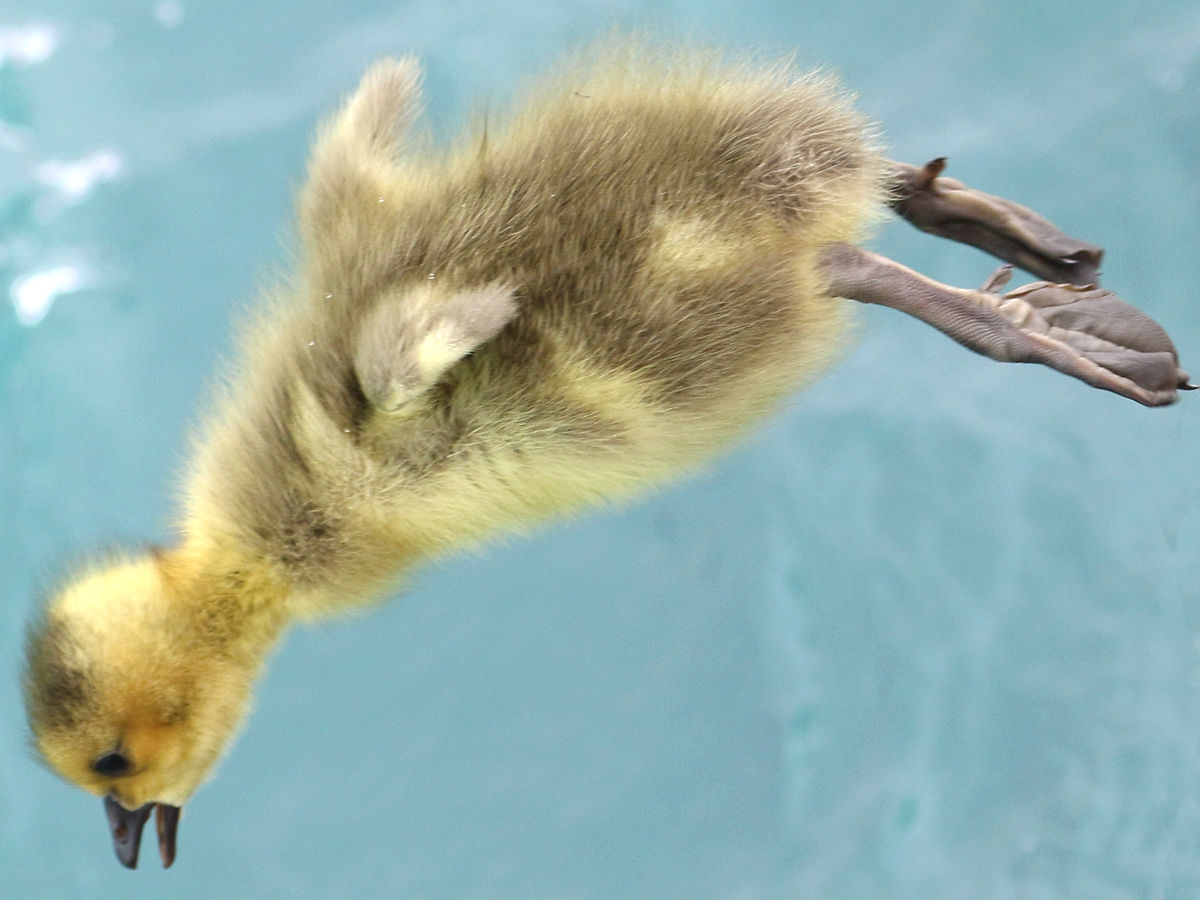 Biolo1100: Survey of Biology